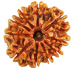 10 Mukhi Rudraksh