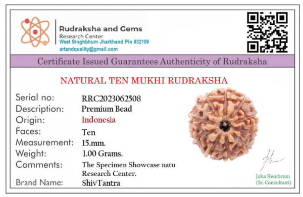 10 Mukhi Rudraksh - Image 2