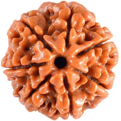 7 Mukhi Rudraksha pendant