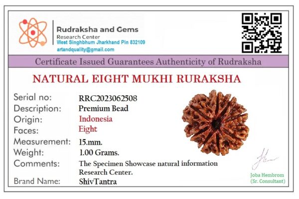 8 Mukhi Rudraksh - Image 2