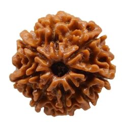 8 Mukhi Rudraksh