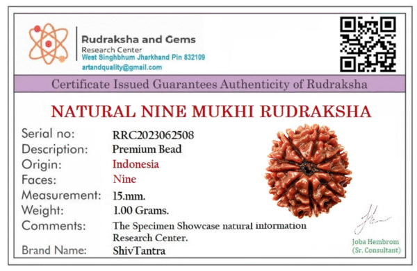 9 Mukhi Rudraksh - Image 2
