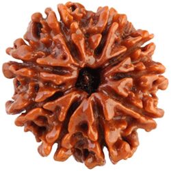 9 Mukhi Rudraksh original bead