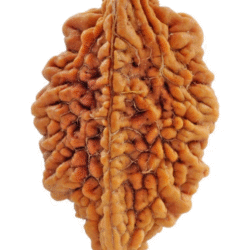 2 Mukhi Rudraksha