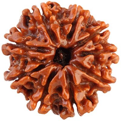 9 Mukhi Rudraksha