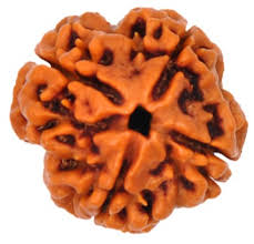 4 Mukhi Rudraksha