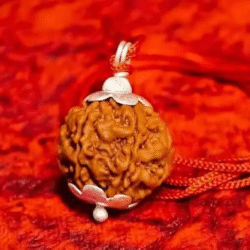 7 Mukhi Rudraksha Pendant