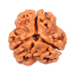 3 Mukhi Rudraksha