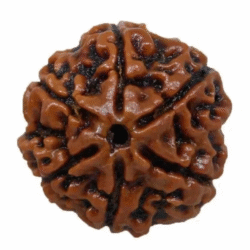 6 Mukhi Rudraksha